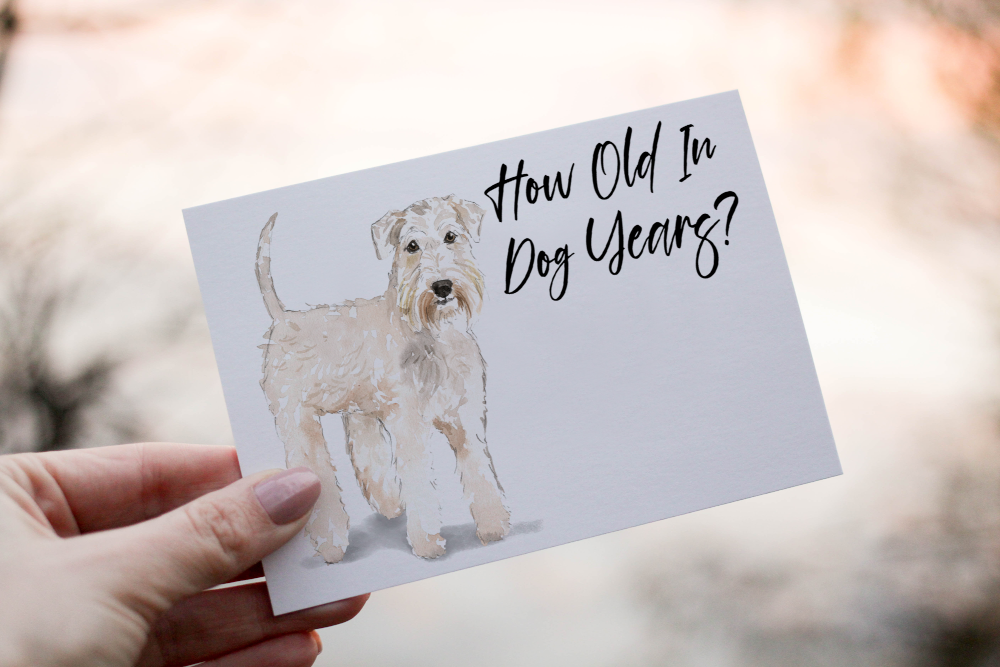 Wheaten Terrier Dog Birthday Card, Dog Birthday Card